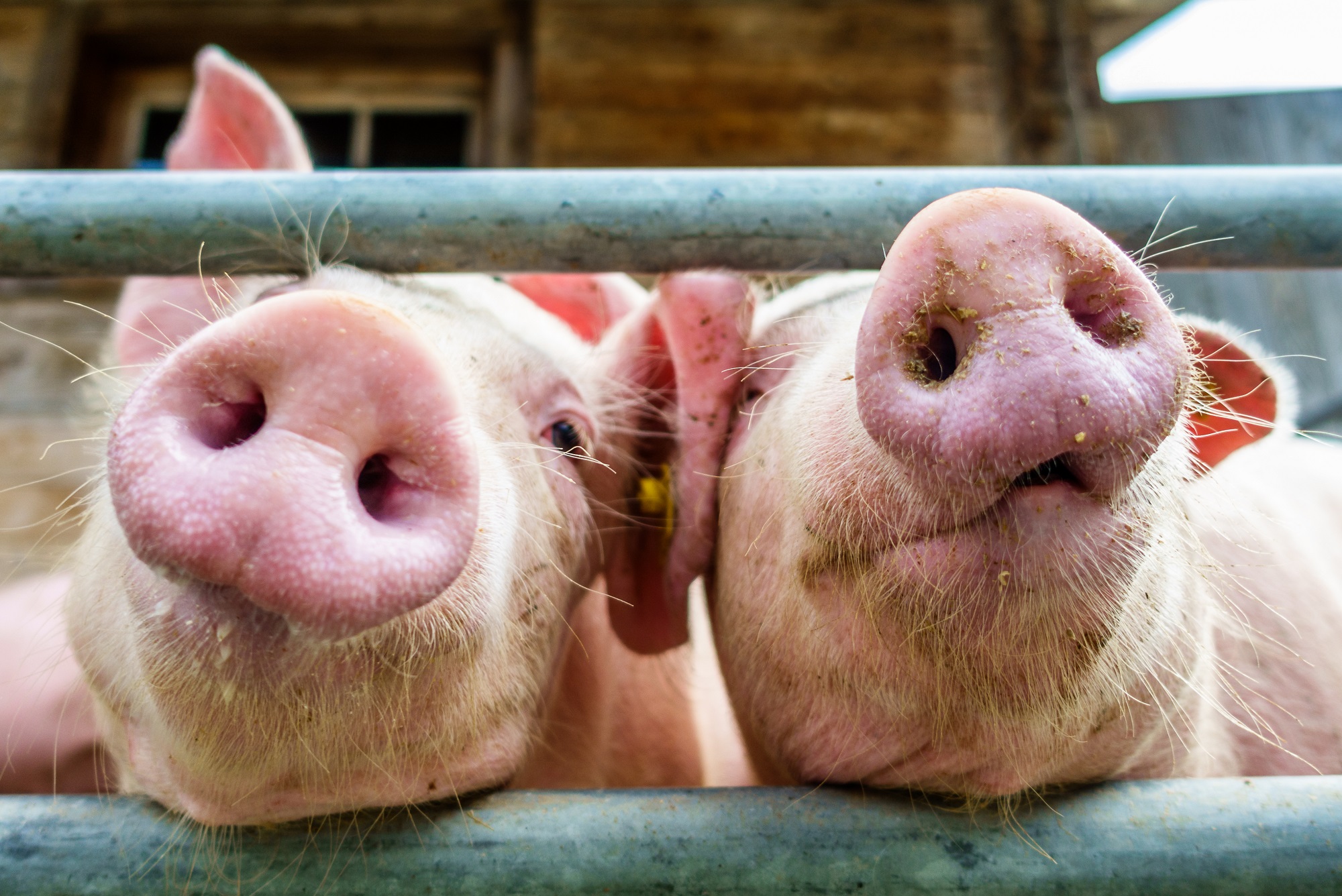 Hoe bereik ik varkens en pluimveehouders? Hoe kan ik varkens en pluimveehouders bereiken?