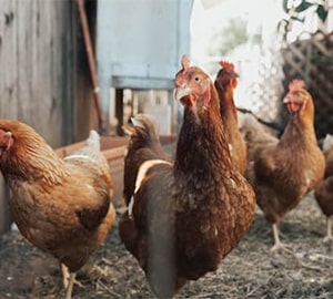 Poultry farmers