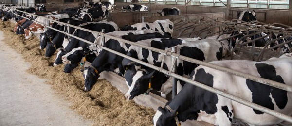 1 op de 5 melkveehouders wil investeren in stal