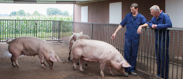 Meerderheid varkenshouderijen wil doorgaan zoals nu, maar hoe lang is dat nog mogelijk?