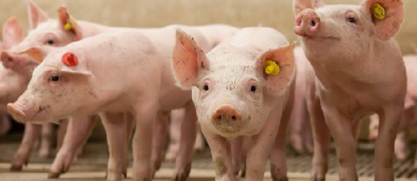1 op de 6 varkenshouders wil investeren in nieuwbouw