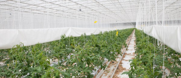 20% van de glastuinders wil investeren in zonnepanelen