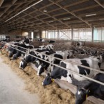 Automatisering in de melkveehouderij: trends & ontwikkelingen