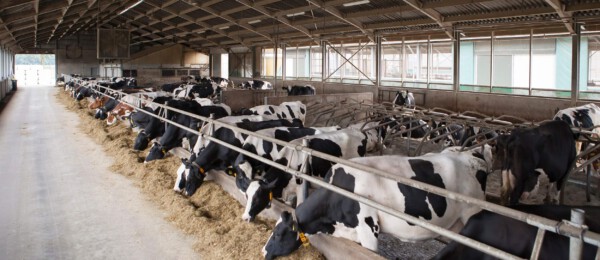Automatisering in de melkveehouderij: trends & ontwikkelingen