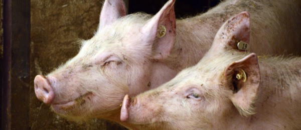 1 op de 5 varkenshouders wil investeren in luchtwasser