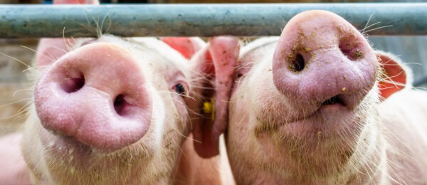 1 op de 3 Nederlandse varkenshouders wil nieuwe stal, renoveren of verduurzamen