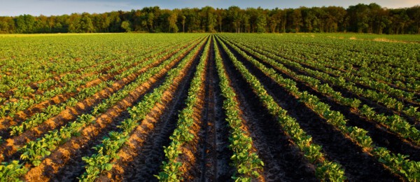 Akkerbouw actief aan de slag met versterken biodiversiteit