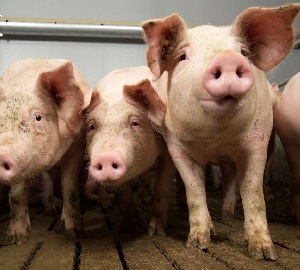 Schweine