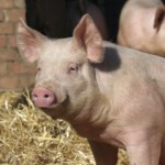 Speenproblemen: wanneer moeten varkenshouders aan de bel trekken?