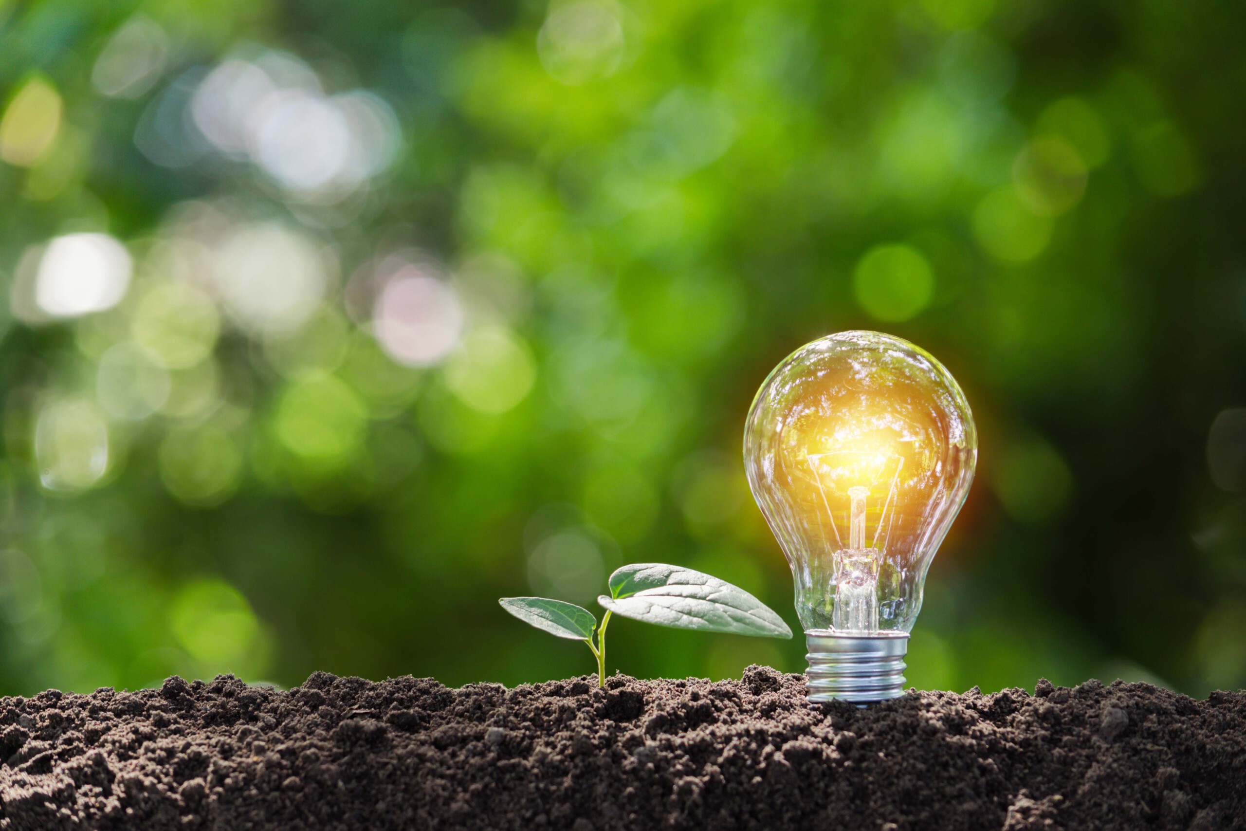 Light,Bulb,With,Young,Plant,For,Energy,Concept,Put,On