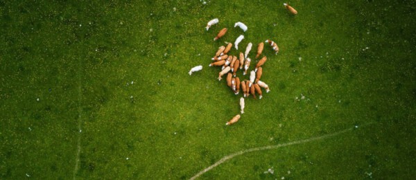 Het aantal melkveehouders met uitbreidingsplannen loopt sterk terug