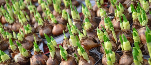 Korte termijnplannen boomkwekers, bloembollentelers, fruittelers en glastuinders